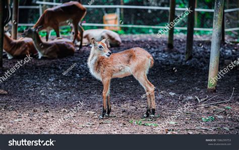 294 Melaka zoo Images, Stock Photos & Vectors | Shutterstock