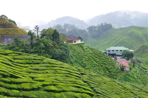 Tea plantation stock photo. Image of tropical, beautiful - 6615972