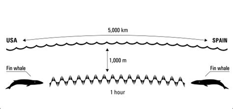 WHY USE SOUND? - whale vocalization