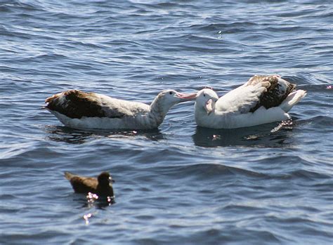 Antipodean (Gibson's ) Albatross : Birding NZ