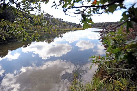 Muddy Creek Renaissance | Harwich Conservation Trust