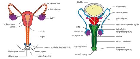 Testis and ovary — lesson. Science CBSE, Class 10.