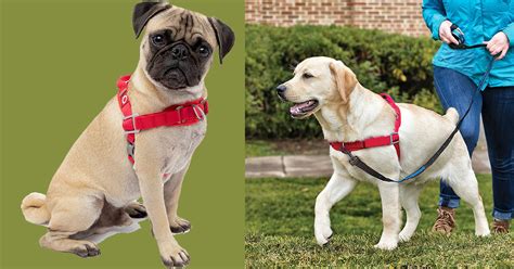 This adjustable dog harness will train your pooch to not pull ...