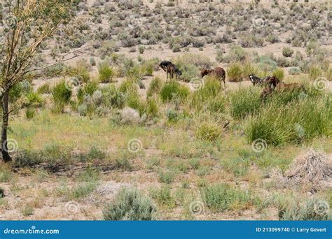 Wild Horses, Northern Nevada Range Stock Photo - Image of hoof, mammal: 213099740