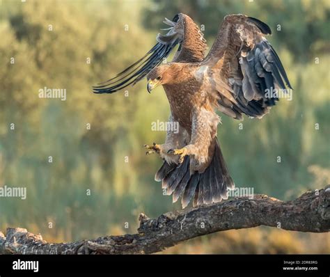 Spanish imperial eagle flying hi-res stock photography and images - Alamy