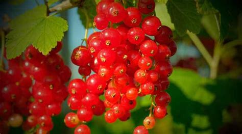 40 Types of Red Berries (With Pictures) - Identification Guide