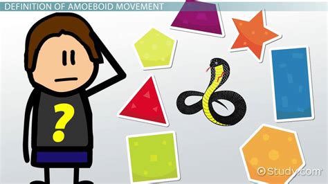 What is Amoeboid Movement? - Lesson | Study.com