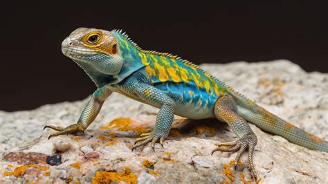 Crotaphytus collaris Wallpaper - Colorful lizard, Nature, Animals #1339