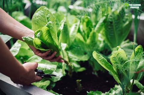 Can You Grow Spinach Indoors? The Answers Here!