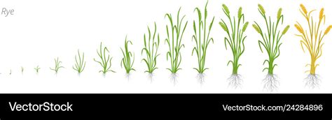 Growth stages rye plant cereal increase phases Vector Image