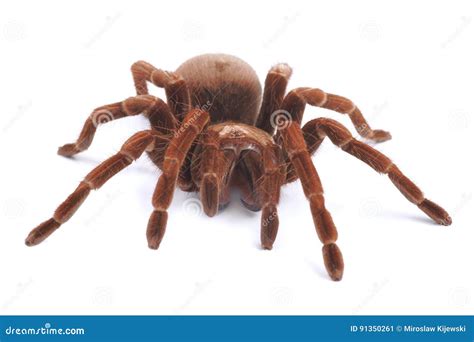 Tarantula Spider, Female Theraphosa Blondi Stock Image - Image of ...