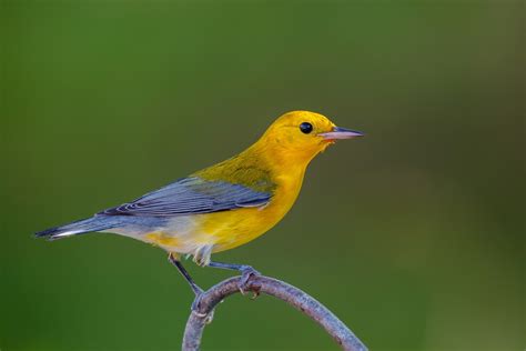 Prothonotary Warbler | Audubon Field Guide