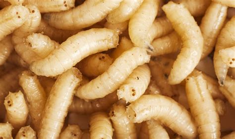 The illegal maggot cheese casu marzu is only found in Sardinia | Travel News | Travel | Express ...