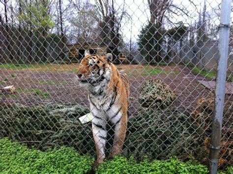 Carolina Tiger Rescue | Tiger, Rescue, Pittsboro