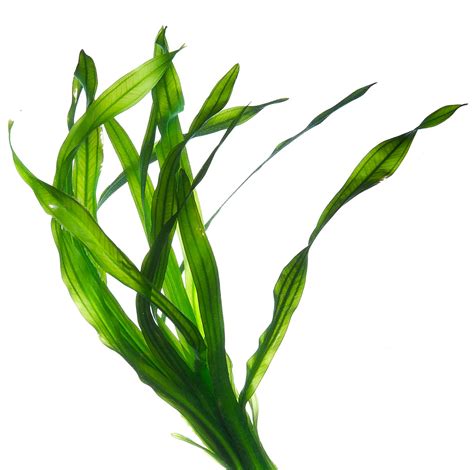 Seaweed Clipart - ClipArt Best