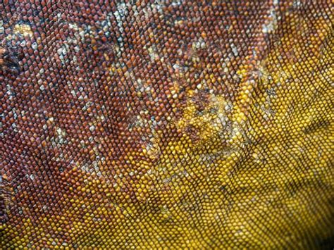 Free Photo | Lizard skin texture, macro