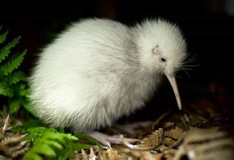 Kiwi – flightless bird from New Zealand | DinoAnimals.com