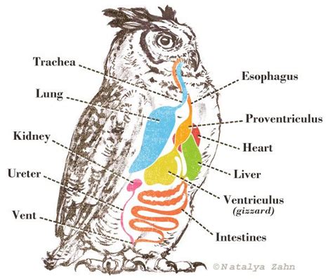 Owl's Digestive System | Owl pellets, Owl facts, Owl