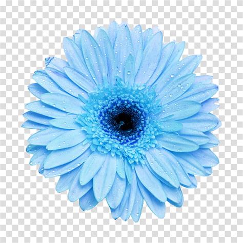 blue daisy clipart 20 free Cliparts | Download images on Clipground 2024