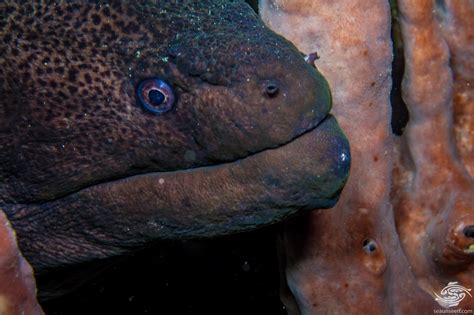 Giant Moray Eel-Facts and Photographs | Seaunseen