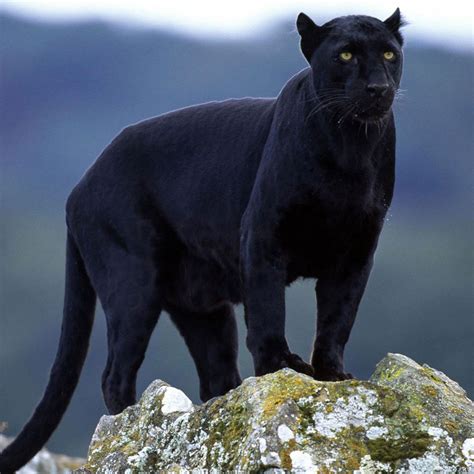 Pin de Rayne Braxton em Nature's Black Majesty | Grande felino, Gatos ...