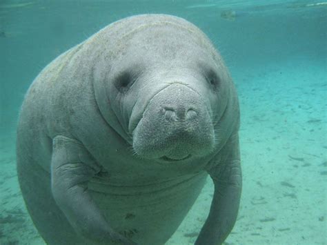 Manatees: Fact or Fiction Quiz | Britannica.com