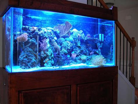 My 90 Gallon reef tank | Saltwaterfish.com Forums for Fish Lovers!