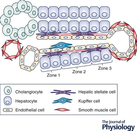 Hepatic stellate cells in physiology and pathology - Kamm - 2022 - The Journal of Physiology ...