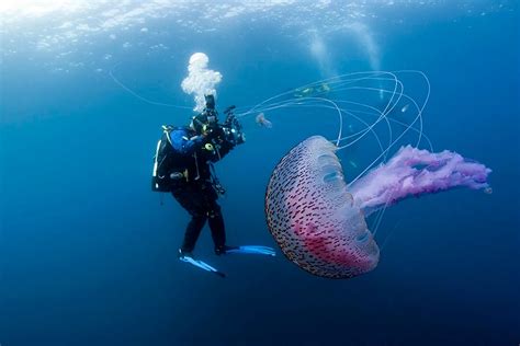 Colourful jellyfish - Mirror Online