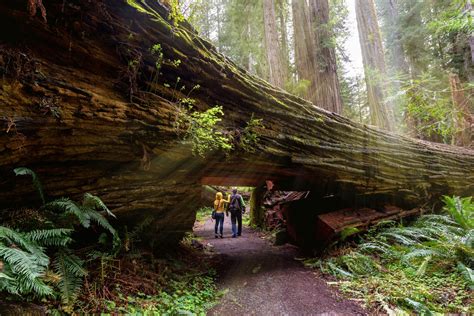 Le sequoie giganti di Redwoods, California - Lonely Planet