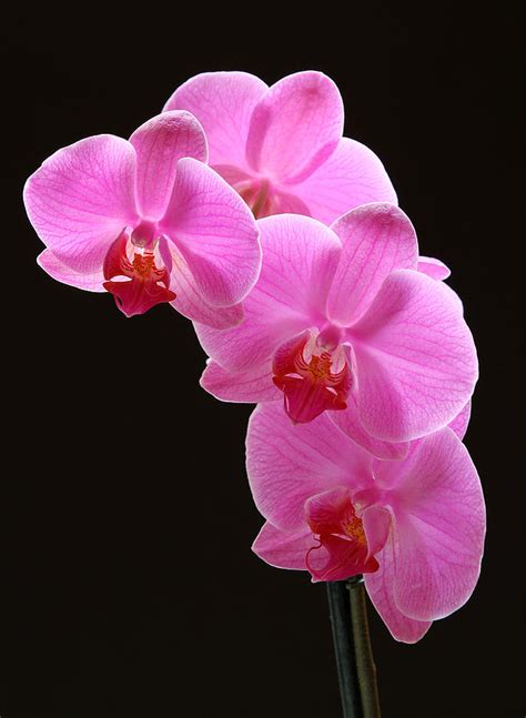 Orchid Photograph - Pink Orchids by Juergen Roth | Pink orchids, Beautiful orchids, Blooming orchid