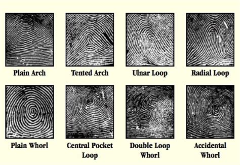 FINGERPRINTING - The Classification of Fingerprints & Dermatoglyphics!