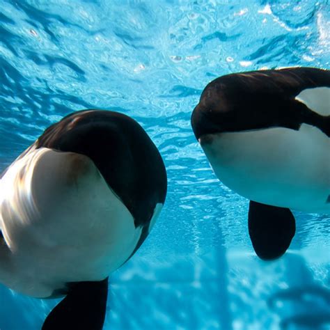 SeaWorld ending orca breeding program; current killer whales will be its last