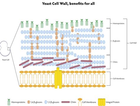 Yeast Cell Wall, benefits for all | Mazzoleni S.p.A.