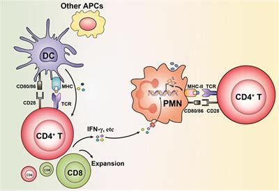 Frontiers | Granulocytes: New Members of the Antigen-Presenting Cell Family