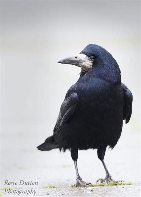 Rook #bird | Animals beautiful, Pet birds, Beautiful creatures