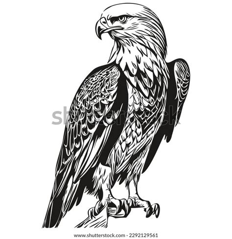 Eagle Vector Illustration Line Art Drawing Stock Vector (Royalty Free ...