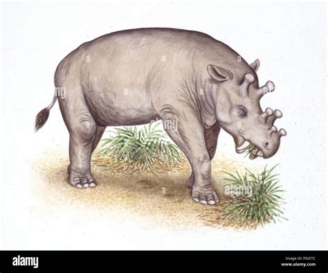 Eocene Epoch Animals