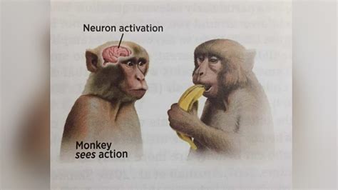 Monkey Sees Action / Neuron Activation | Know Your Meme