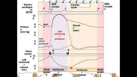 WIGGERS DIAGRAM - Unmasa Dalha