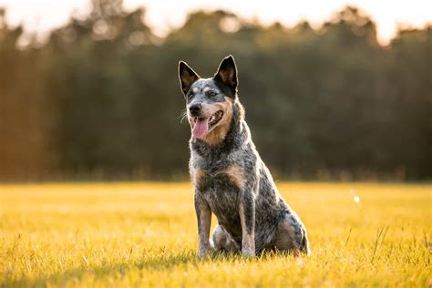 Australian Shepherd Blue Heeler Mix: Important Features