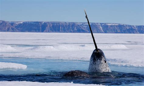 Narwhal in the Arctic, Canada_WW198968 _Paul Nicklen | Photos | WWF