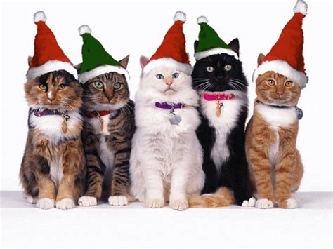 Christmas Cat GIF - Find & Share on GIPHY