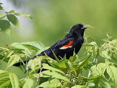 Red-winged Blackbird