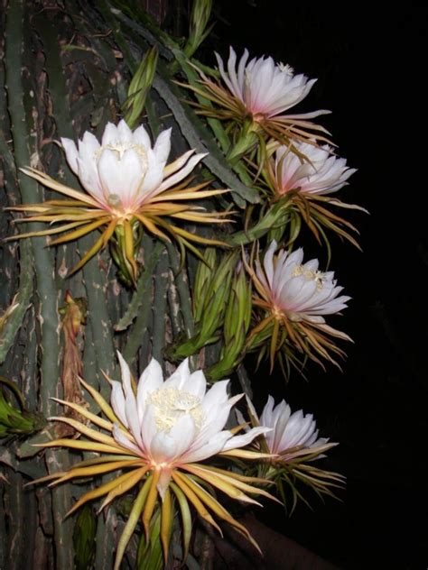 All about Hylocereus: species, care, and uses | Cyber cactus