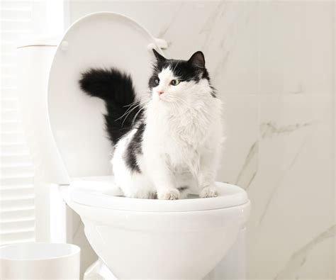 Toilet Training a Cat - In 7 Easy Steps | Hartz