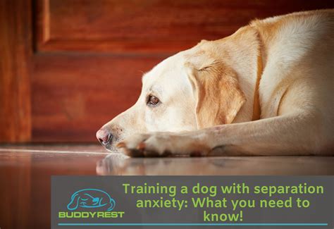 Training a dog with separation anxiety: What you need to know!