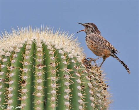 Singing Cactus Wren Photo - Photograph - Picture