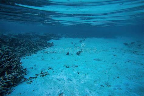 Beautiful Underwater View during Snorkeling. Maldives, Indian Ocean Stock Image - Image of pool ...