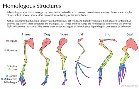 Homologous Structures by Alithographica - A homologous structure is an ...